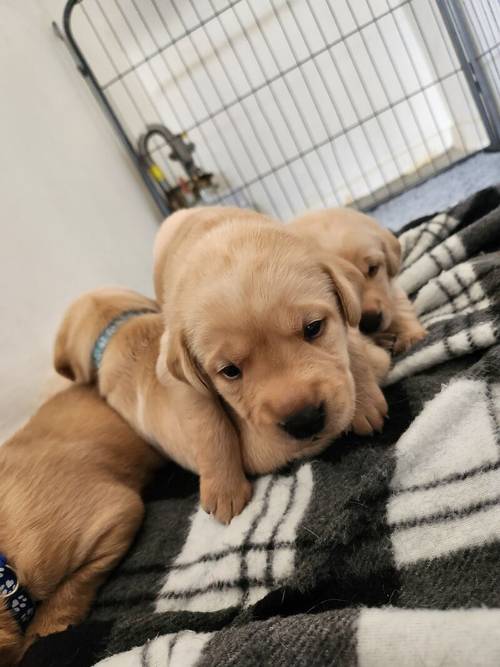 6 Golden labrador puppies for sale in Stanley, County Durham - Image 2