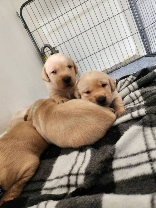 6 Golden labrador puppies for sale in Stanley, County Durham - Image 3