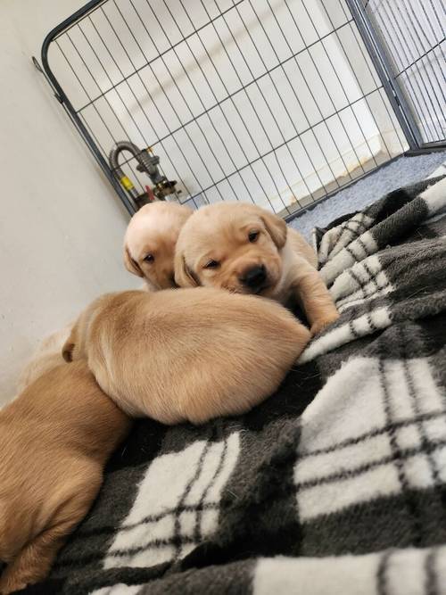 6 Golden labrador puppies for sale in Stanley, County Durham - Image 4