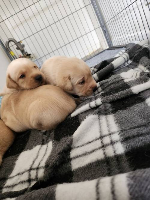 6 Golden labrador puppies for sale in Stanley, County Durham - Image 5
