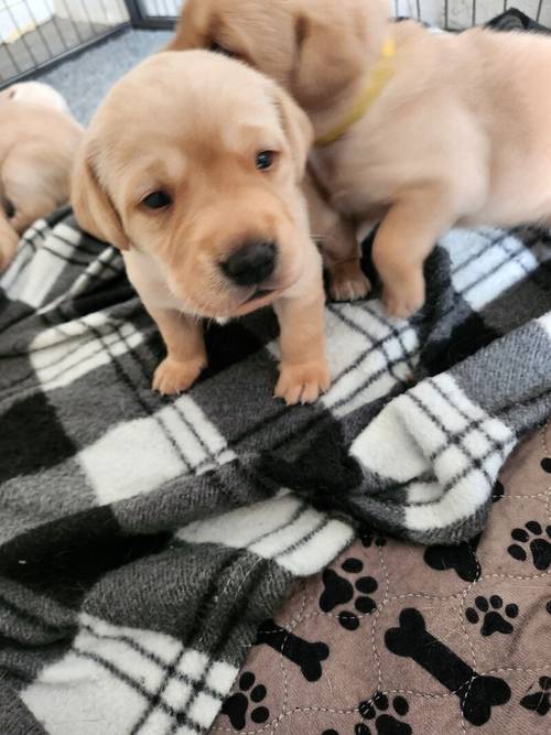 6 Golden labrador puppies for sale in Stanley, County Durham - Image 6