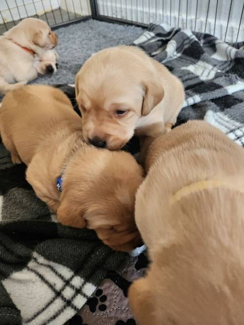 6 Golden labrador puppies for sale in Stanley, County Durham - Image 7