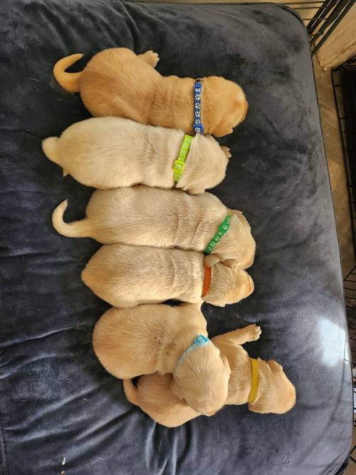 6 Golden labrador puppies for sale in Stanley, County Durham - Image 8