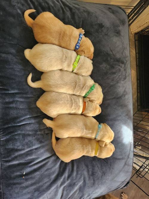 6 Golden labrador puppies for sale in Stanley, County Durham - Image 9