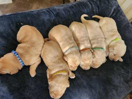 6 Golden labrador puppies for sale in Stanley, County Durham - Image 10