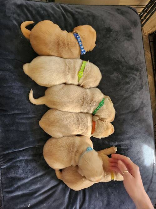 6 Golden labrador puppies for sale in Stanley, County Durham - Image 11
