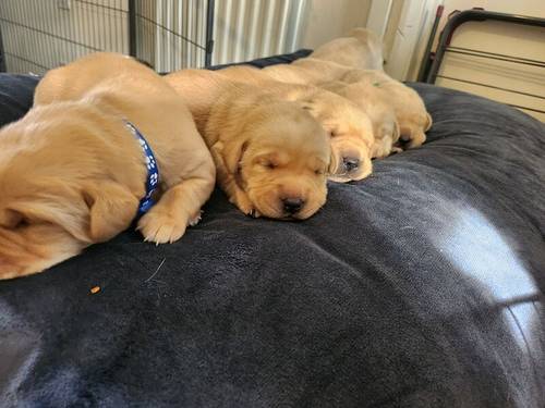 6 Golden labrador puppies for sale in Stanley, County Durham - Image 12