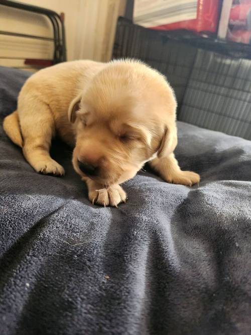 6 Golden labrador puppies for sale in Stanley, County Durham - Image 13