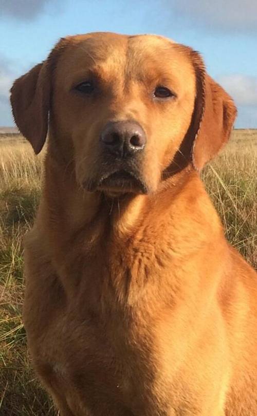 6 Golden labrador puppies for sale in Stanley, County Durham - Image 15
