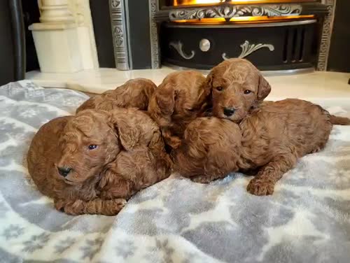 6f1b Miniature/Toy Cockapoos for sale in Droitwich, Worcestershire