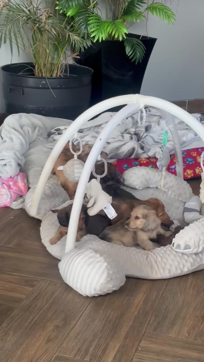 Dachshund puppies for sale in Wisbech, Cambridgeshire – KC registered, 7 weeks old