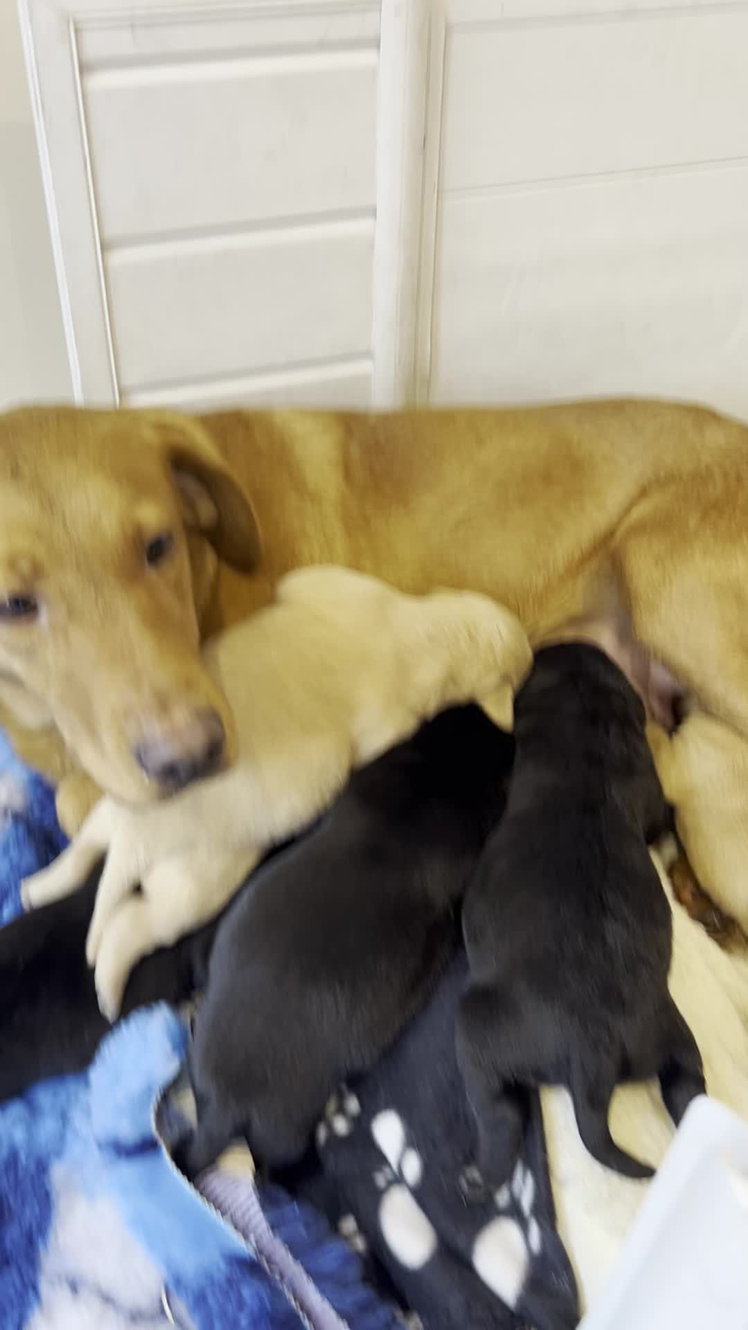 Labrador puppies for sale champdogs online