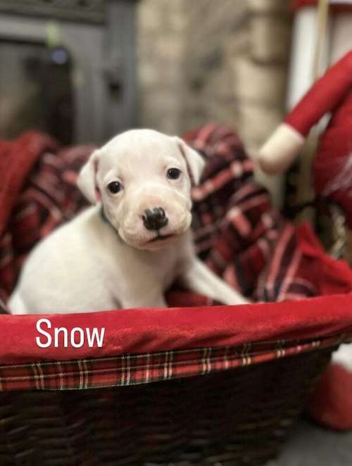 6 week old staffie X lab puppies for sale (1 boy left) for sale in King's Lynn, Norfolk