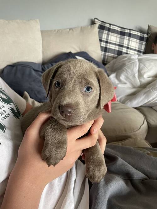 only 1 Silver Girl! 7 Weeks Old Stunning Silver & Charcoal K.C Registered Labrador Puppies for sale in Great Hallingbury, Essex - Image 5