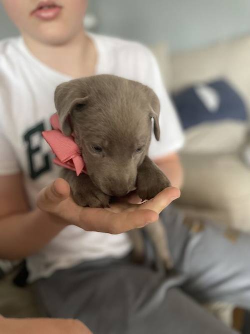 only 1 Silver Girl! 7 Weeks Old Stunning Silver & Charcoal K.C Registered Labrador Puppies for sale in Great Hallingbury, Essex - Image 8