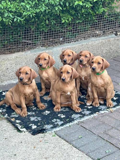 1 stunning fox red shade of yellow Labrador puppies on May 4th 2024. 5 Bitches & 4 Boys. for sale in Barnsley, South Yorkshire - Image 9