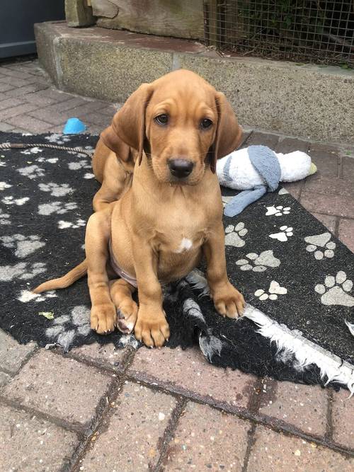 1 stunning fox red shade of yellow Labrador puppies on May 4th 2024. 5 Bitches & 4 Boys. for sale in Barnsley, South Yorkshire - Image 8