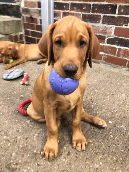 1 stunning fox red shade of yellow Labrador puppies on May 4th 2024. 5 Bitches & 4 Boys. for sale in Barnsley, South Yorkshire - Image 10