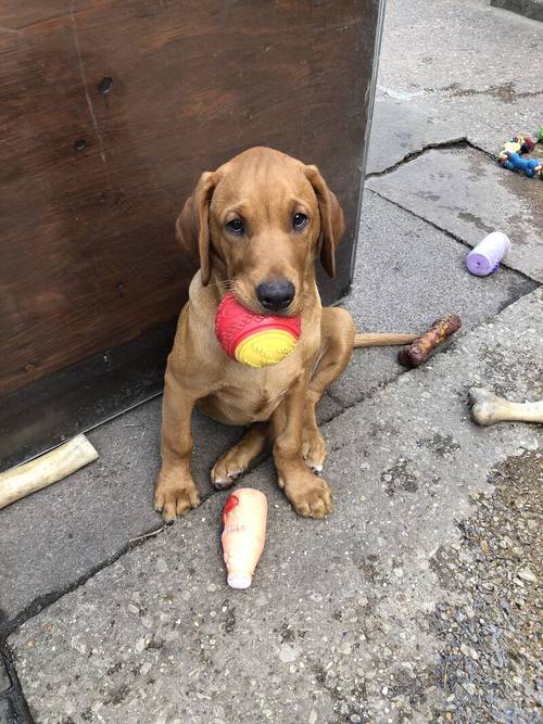 1 stunning fox red shade of yellow Labrador puppies on May 4th 2024. 5 Bitches & 4 Boys. for sale in Barnsley, South Yorkshire - Image 11