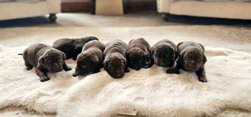 7 BEAUTIFUL CHOCOLATE LABRADOR RETRIEVERS for sale in Doncaster, South Yorkshire