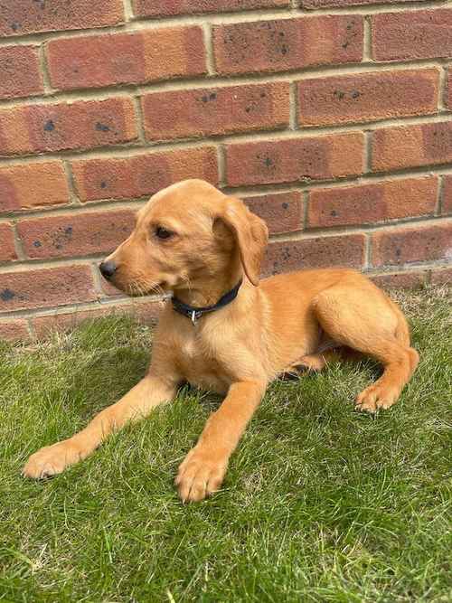 7 beautiful fox red Labrador puppies for sale in Seale, Surrey