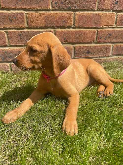 7 beautiful fox red Labrador puppies available now for sale in Seale, Surrey