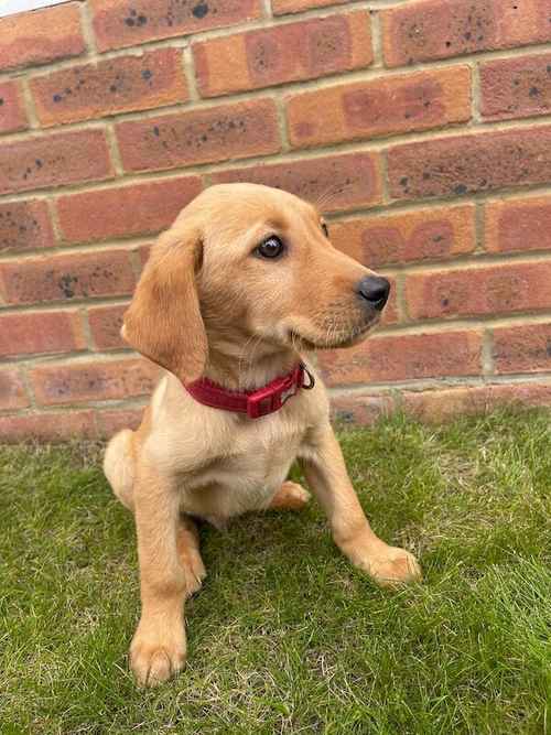 7 beautiful fox red Labrador puppies available now for sale in Seale, Surrey