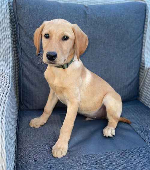 7 beautiful fox red Labrador puppies available now for sale in Seale, Surrey