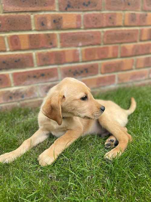 7 beautiful fox red Labrador puppies available now for sale in Seale, Surrey