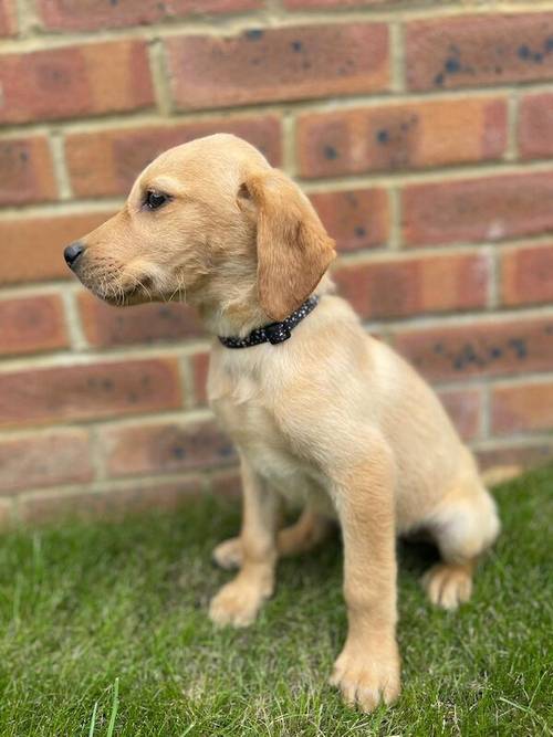 7 beautiful fox red Labrador puppies available now for sale in Seale, Surrey - Image 10