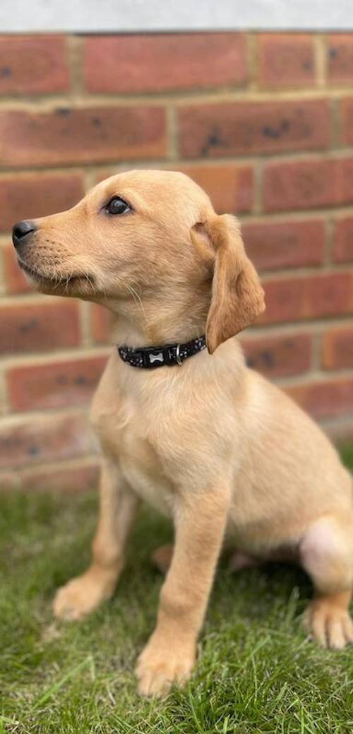 7 beautiful fox red Labrador puppies available now for sale in Seale, Surrey - Image 11