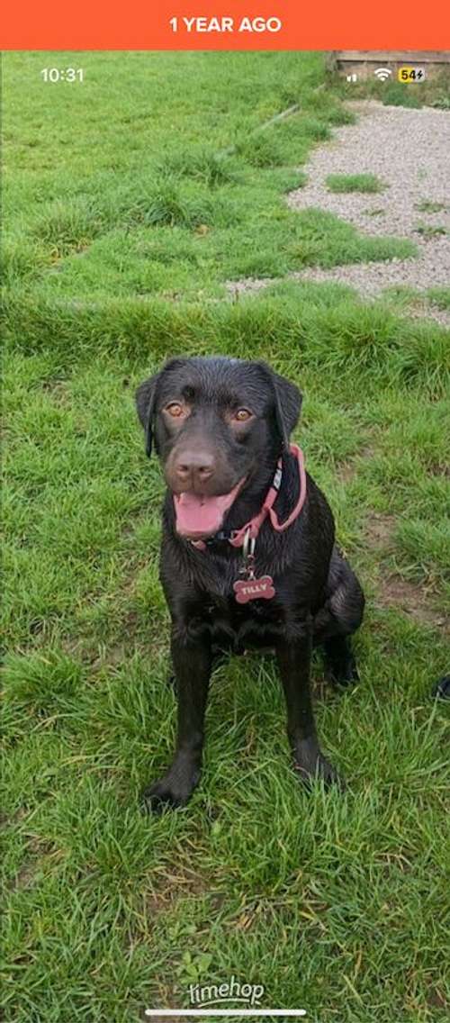 7 black Labrador puppies for sale in Newton Abbot, Devon