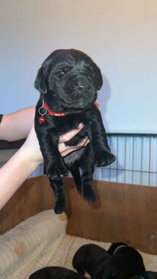 7 black Labrador puppies for sale in Milton Keynes, Buckinghamshire