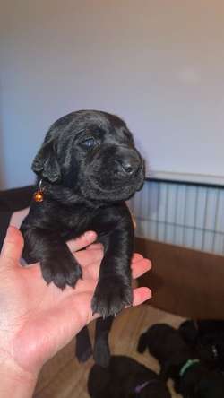 7 black Labrador puppies for sale in Milton Keynes, Buckinghamshire | Image 2
