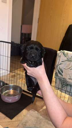 7 black Labrador puppies for sale in Milton Keynes, Buckinghamshire | Image 3