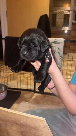7 black Labrador puppies for sale in Milton Keynes, Buckinghamshire | Image 4