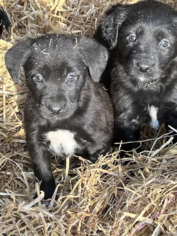 Border collie x lab puppies hot sale for sale