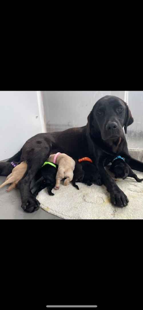 7 Kc Labrador pups for sale in Ely, Cambridgeshire