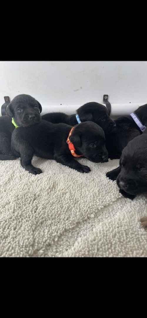 Kc Labrador pups 5 available for sale in Ely, Cambridgeshire