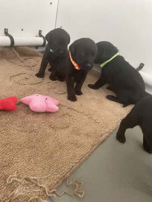 Kc Labrador pups 5 available for sale in Ely, Cambridgeshire