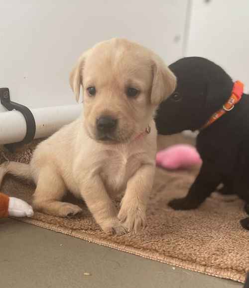 Kc Labrador pups 5 available for sale in Ely, Cambridgeshire