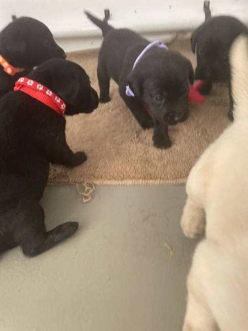 Kc Labrador pups 2available for sale in Ely, Cambridgeshire - Image 1