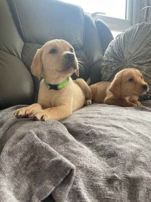 7 kc labrador pups 1yellow female ready now for sale in Ely, Cambridgeshire