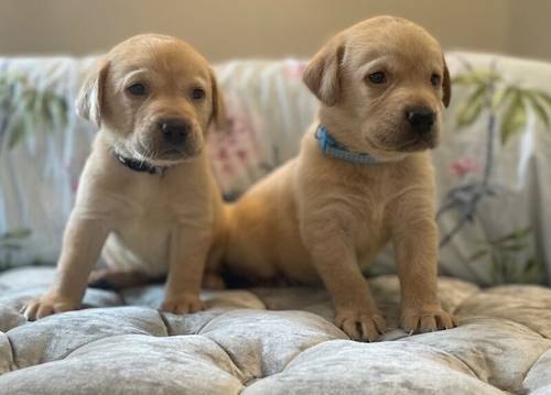 7 kc labrador pups ready 27-9-24 3 yellow girls available for sale in Ely, Cambridgeshire - Image 6