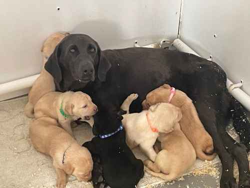 7 kc labrador pups ready 27-9-24 4 available for sale in Ely, Cambridgeshire