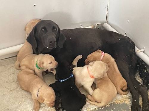 7 kc labrador pups ready 27-9-24 3 yellow girls available for sale in Ely, Cambridgeshire - Image 1