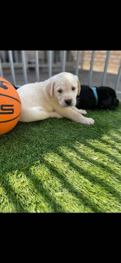 7 kc labrador pups ready 27-9-24 3 yellow girls available for sale in Ely, Cambridgeshire - Image 4