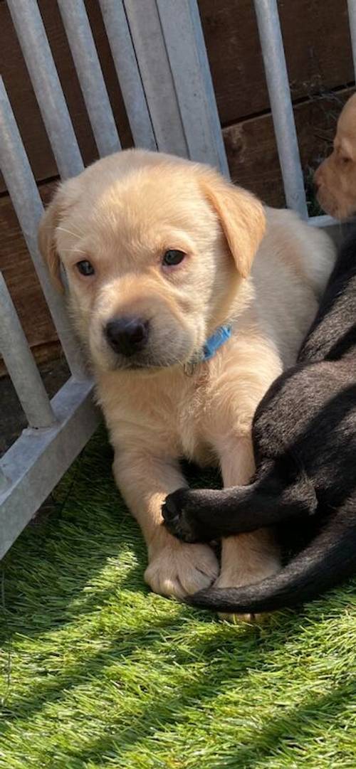 7 kc labrador pups ready 27-9-24 3 yellow girls available for sale in Ely, Cambridgeshire - Image 5