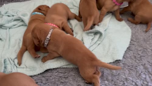 7 KC REGISTERED FOX RED LABRADOR PUPS for sale in York, North Yorkshire