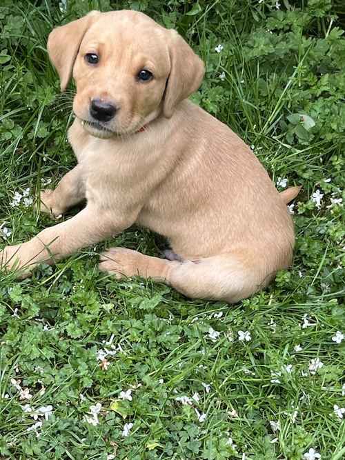 7 Kennel Club Registered puppies for sale in Wrexham